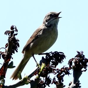 Common Whitethroat