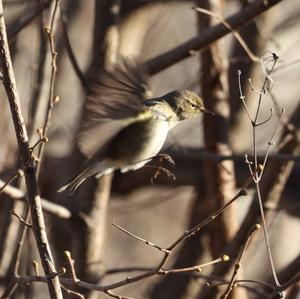 Willow Warbler