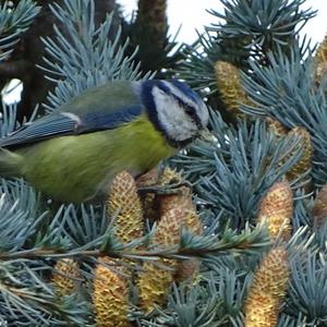 Blue Tit