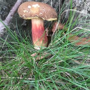 Eichen-Rotfuß