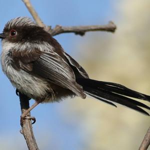 Long-tailed Tit