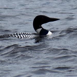 Common Loon