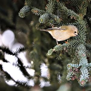 Goldcrest