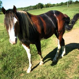 Unknown Breed