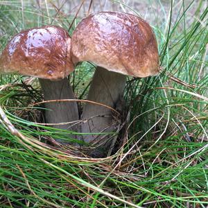 King Bolete