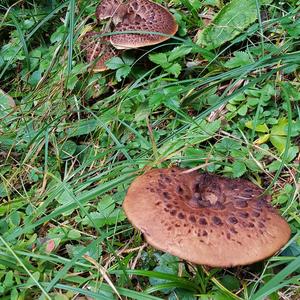Habichtpilz