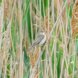 Willow Warbler