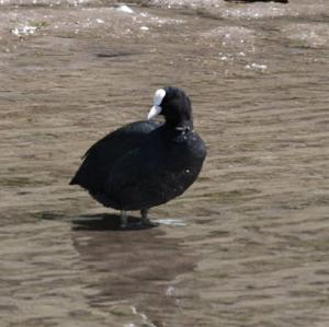 Bläßhuhn