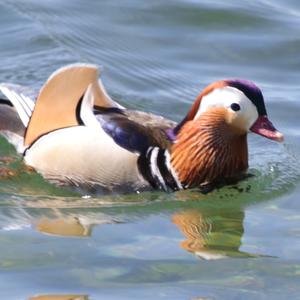 Mandarin Duck