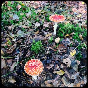 Fly Agaric
