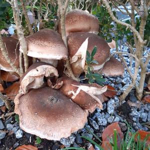 Unknown Species
