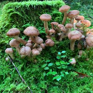 Honey Mushroom