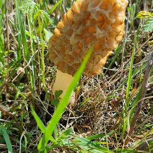 Yellow Morel