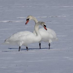 Mute Swan