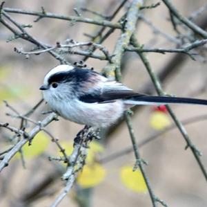 Long-tailed Tit