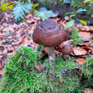 Fawn Mushroom