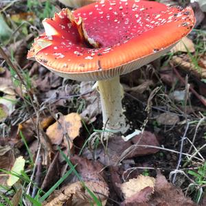 Fly Agaric