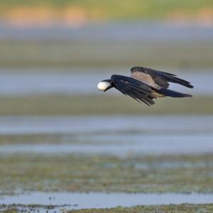 Hooded Crow
