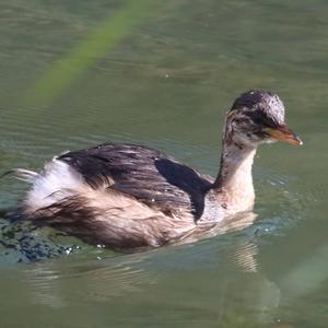 Zwergtaucher
