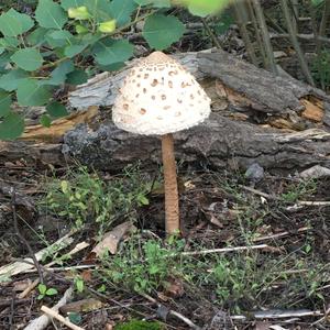 Parasol Mushroom