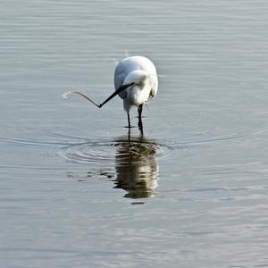 Little Egret