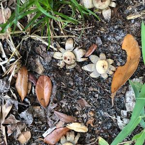 Unknown Species