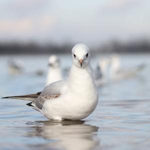 Black-headed Gull