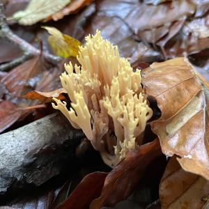 Straight-branched Coral