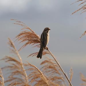 Reed Bunting