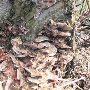 Unknown Species