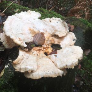 Unknown Species