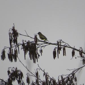 European Greenfinch