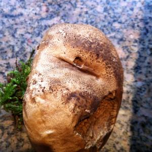 Netzstieliger Hexenröhrling