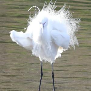 Little Egret