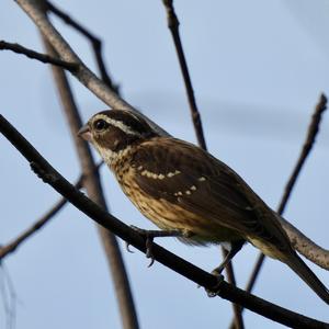 Black-headed Grosbeak