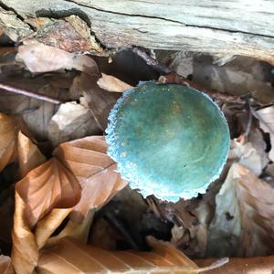Blue-green Stropharia