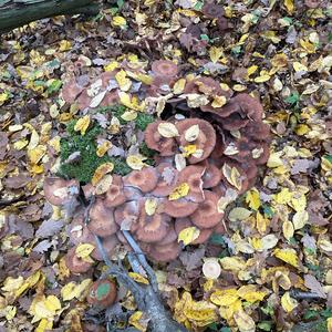Unknown Species