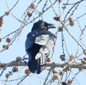 Common Raven
