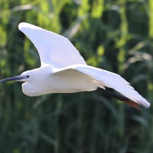 Little Egret