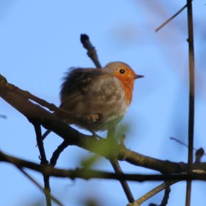 European Robin