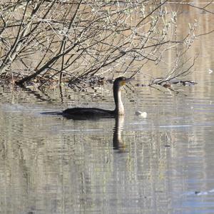 Kormoran
