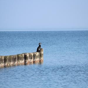Kormoran