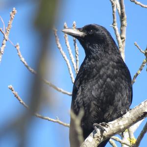 Carrion Crow