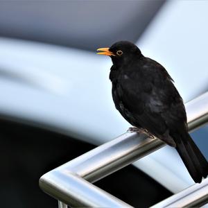 Amsel