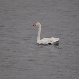 Singschwan