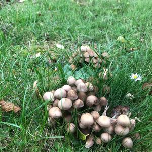 Unknown Species