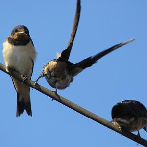 Barn Swallow