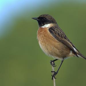 Europäisches Schwarzkehlchen