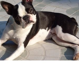 Boston Terrier