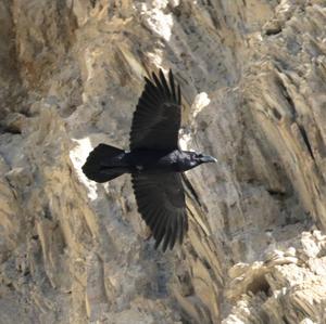 Common Raven